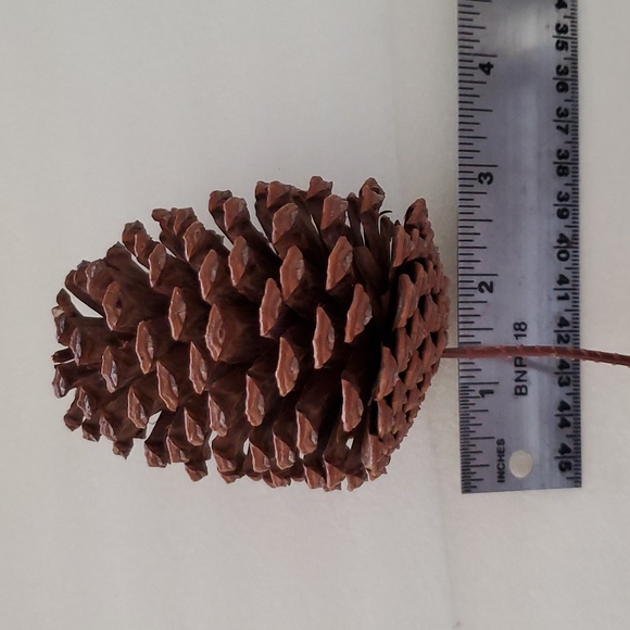 8 Extra Large Natural Pinecones - Picture 5 of 5